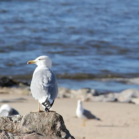 Sea House Vila Cha (Porto)